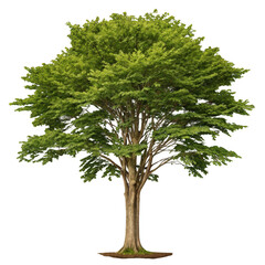 A large deciduous tree with green leaves and a textured trunk isolated on transparent background