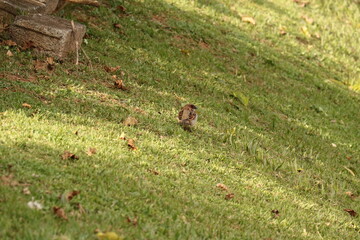 Two house sparrows on a sloped grassy lawn, one in focus and the other in the foreground blur.