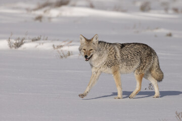 Obraz premium Coyote in snow taken in Yellowstone NP