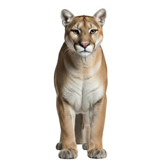 Obraz premium Realistic lioness standing confidently on a transparent background for the design 