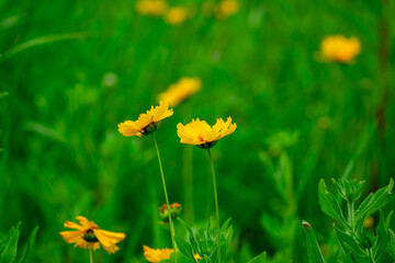 Lance-leaved Coreopsis