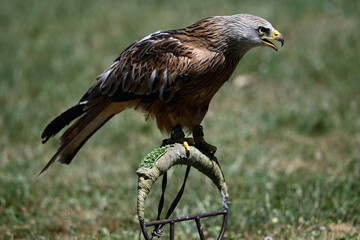 Red kite