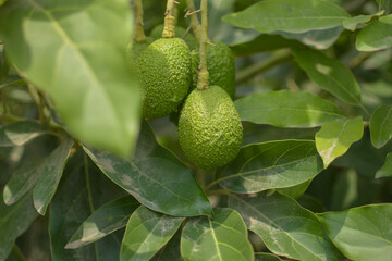 A plant that has an avocado as its fruit that is surrounded by green areas