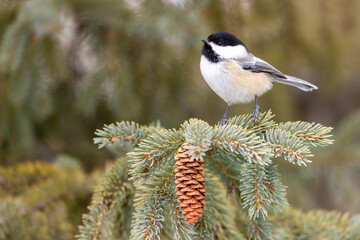 Black-capped chickadee in winter taken in southern MN