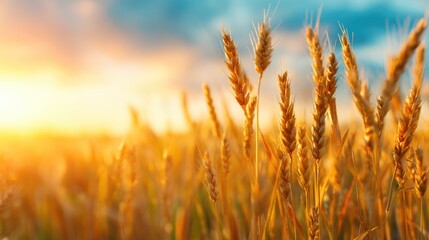 Fototapeta premium Wheat Field at Sunset