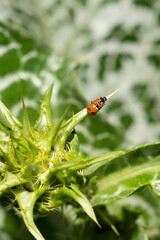 Two ladybugs mating on a spiny green leaf. Macro shot of insects on variegated foliage. Nature and wildlife observation concept. Design for postcard, wallpaper, print, poster. Macro shot with copy spa