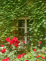 Lush greenery surrounds a charming window framed by vibrant red roses, creating a picturesque scene...
