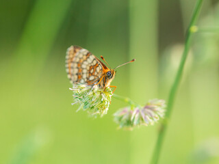 Obraz premium Macro photography of spotted fritillary butterfly.