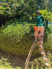 Gardener using ladder to trim hedge with precision clippers, shaping greenery into neat forms,...