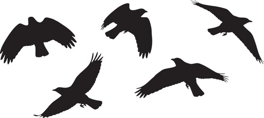 Obraz premium Collection of five black bird silhouettes in flight on a white background isolated on white background isolated on transparent background