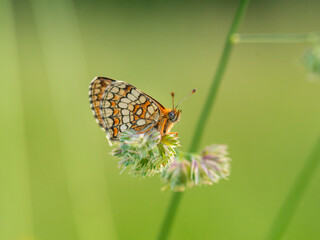 Macro photography of spotted fritillary butterfly.
