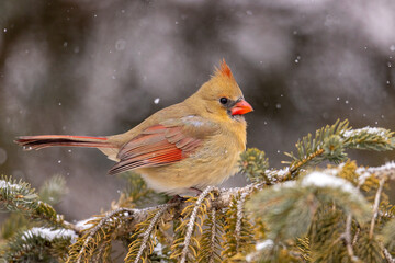 Northern Cardinal female taken in southern MN