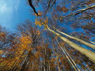 Trees with yellow leaves against a blue sky bottom view.
