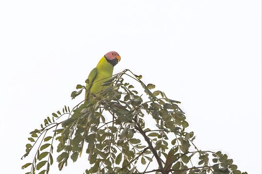 Blossom-headed parakeet (Psittacula roseata or Himalayapsitta roseata), a parrot in the family Psittaculidae, at Dosdewa, Karimganj, Assam, India
