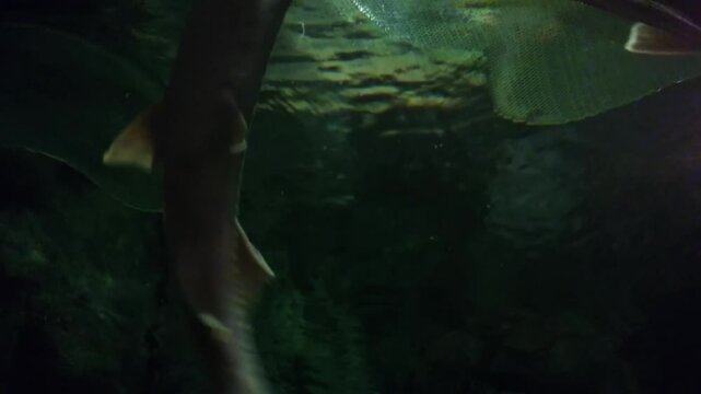 Large sturgeon swim in fishbowl