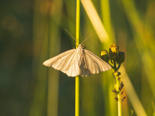 Macro photography of black-veined moth.