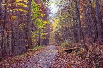 Colorful tree alley in the autumn park on a sunny day.