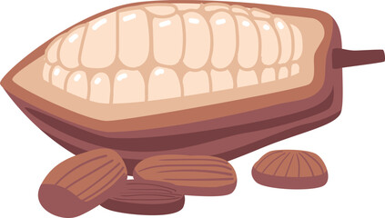 Cola nut snack vector illustration