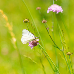 Macro photography of black-veined white butterfly.