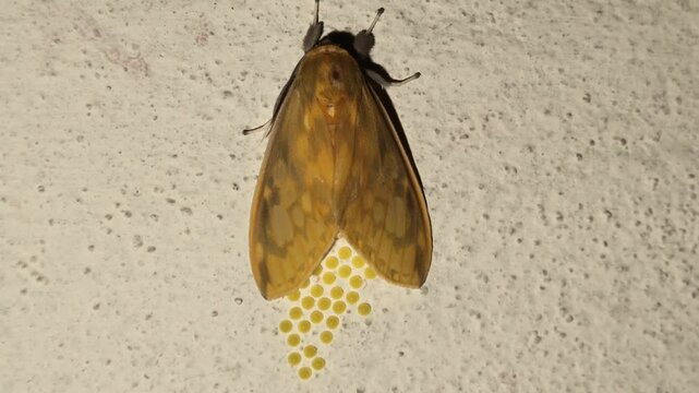 close up de una Polilla de alas amarillas (Pareuchaetes insulata) desovando.	
