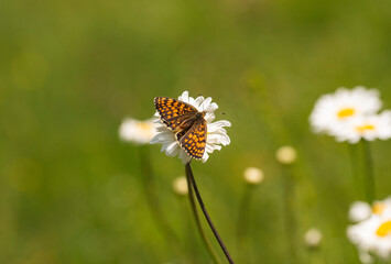Macro photography of Glanville fritillary butterfly.