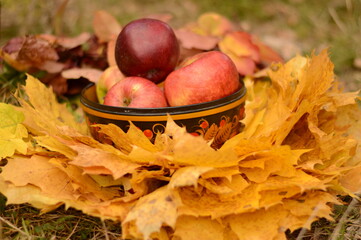 Organic apples in basket in summer grass.