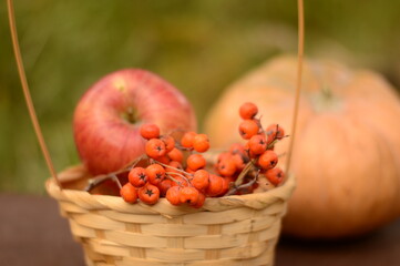 rowan branch and apple with leaf on blurred background with water drops