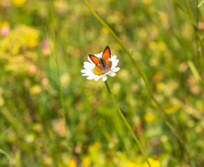 Macro photography of large copper butterfly.