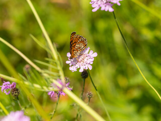 Macro photography of Glanville fritillary butterfly.