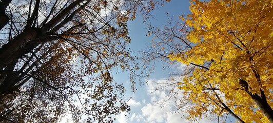 tree branches against blue sky
