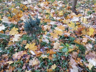 autumn leaves background