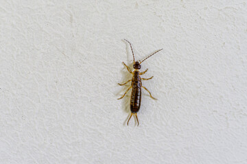 owad skorek pospolity (Forficula auricularia)