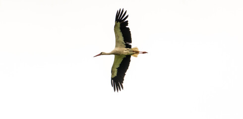 A stork is flying around 