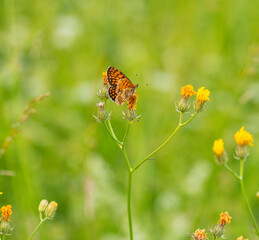 Macro photography of Glanville fritillary butterfly.