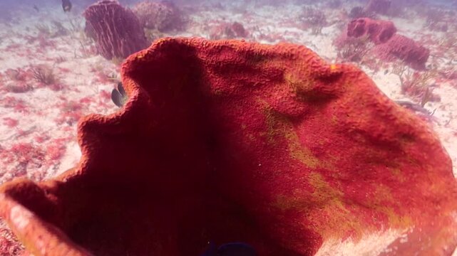 Coral esponja de barril reticulada (verongula gigantea) y pez cirujano azul (acanthurus coeruleus) refugi&aacute;ndose en su interior.