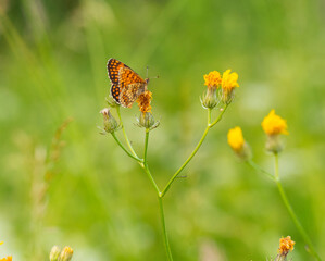 Macro photography of Glanville fritillary butterfly.