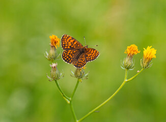 Macro photography of Glanville fritillary butterfly.