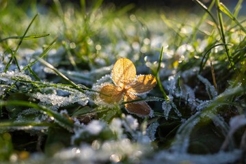 Frosty Leaf in Morning Sunlight