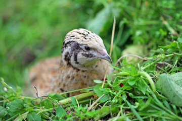 Japanese laying quail in the green