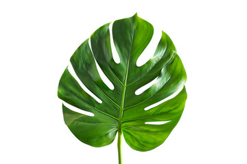 Vibrant green monstera deliciosa leaf with fenestrations on black background