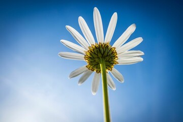 Daisy against a vibrant blue sky.