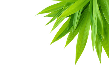 Vibrant green leaves with sharp points against a stark black background