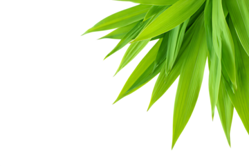 Vibrant green leaves with sharp points against a stark black background