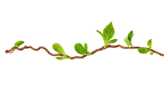 A twisted branch with new green leaves emerging in spring on a black background