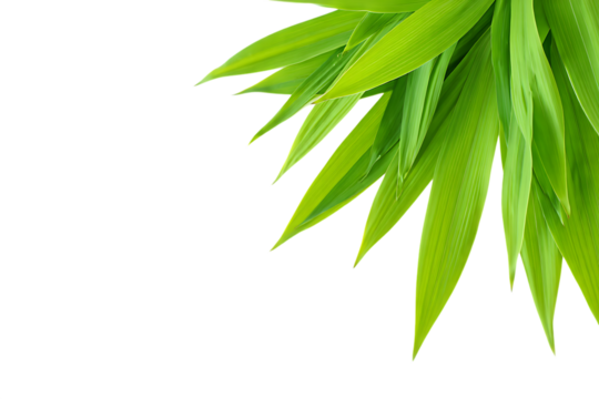 Vibrant green leaves with sharp points against a stark black background