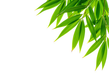 bamboo leaves isolated on white