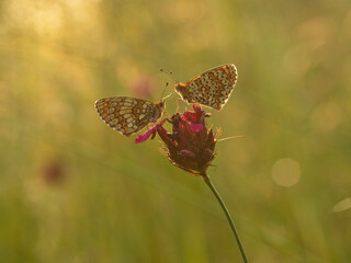 Macro photography of spotted fritillary butterfly.