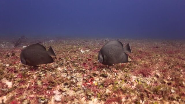 Pareja de peces angeles (pomacanthus arcuatus) comiendo algas