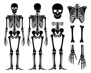 Human Skeleton Anatomy Illustration – Front and Back Full Body Views with Detailed Skull, Ribcage, Hand, Foot, and Limb Bones in Black Silhouette on White