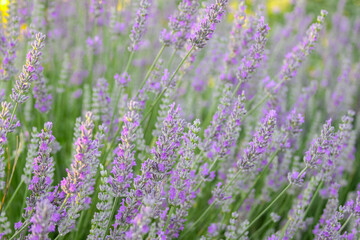 Fototapeta premium Blooming lavender flowers in a scenic field, symbolizing calm and natural beauty
